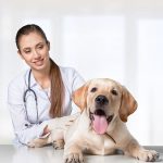 Resources & information on dog health, nutrition & grooming