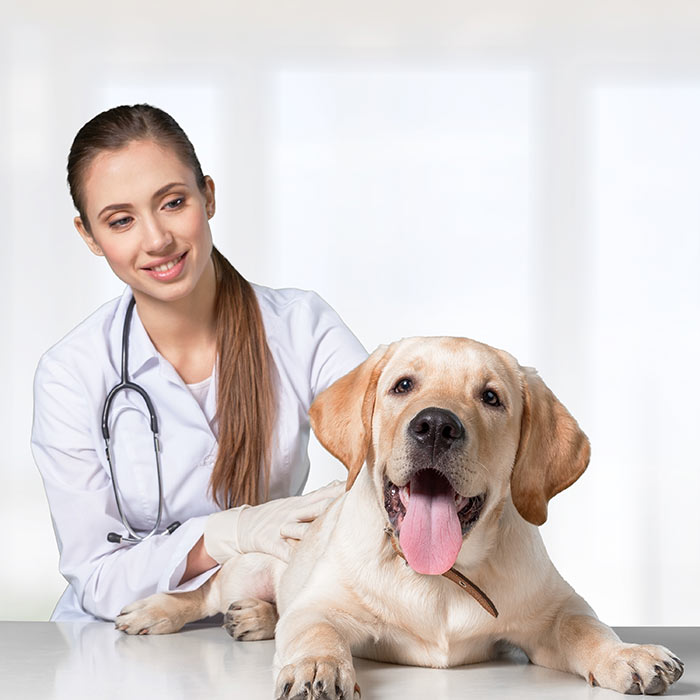 veterinarian and labrador puppy examination