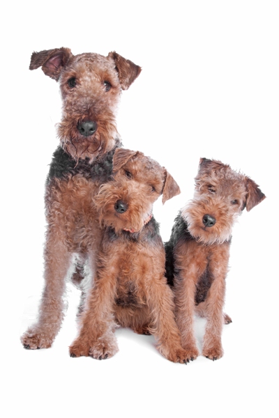 Welsh Terrier and Puppies Welsh Terrier Bow Wow Meow Pet Insurance