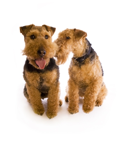 Welsh Terrier Bow Wow Meow Pet Insurance