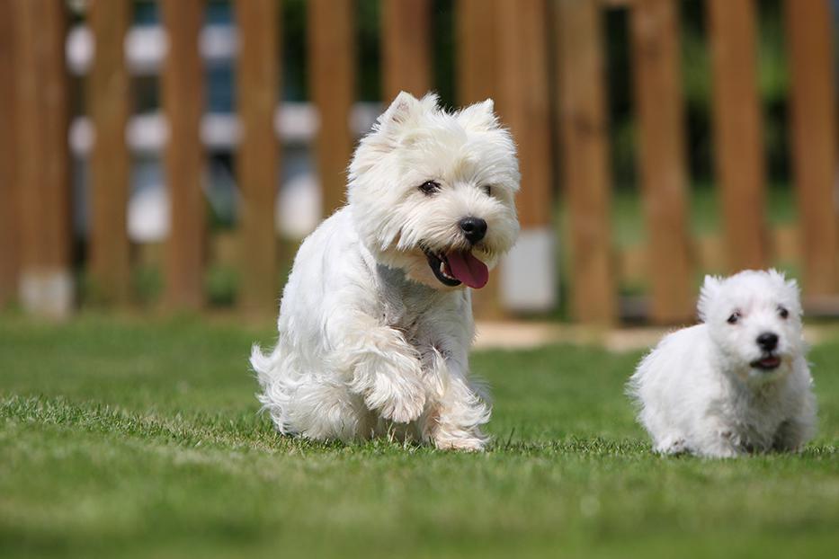 West Highland White Terrier Bow Wow Meow Pet Insurance