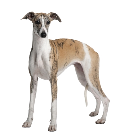 Whippet Bow Wow Meow Pet Insurance