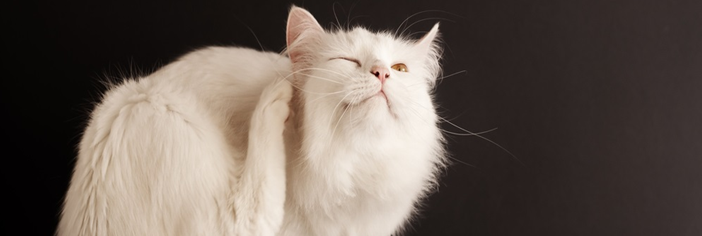 white-fluffy-cat-scratching-head-fleas