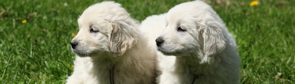white-golden-retriever-puppy-dog-on-grass