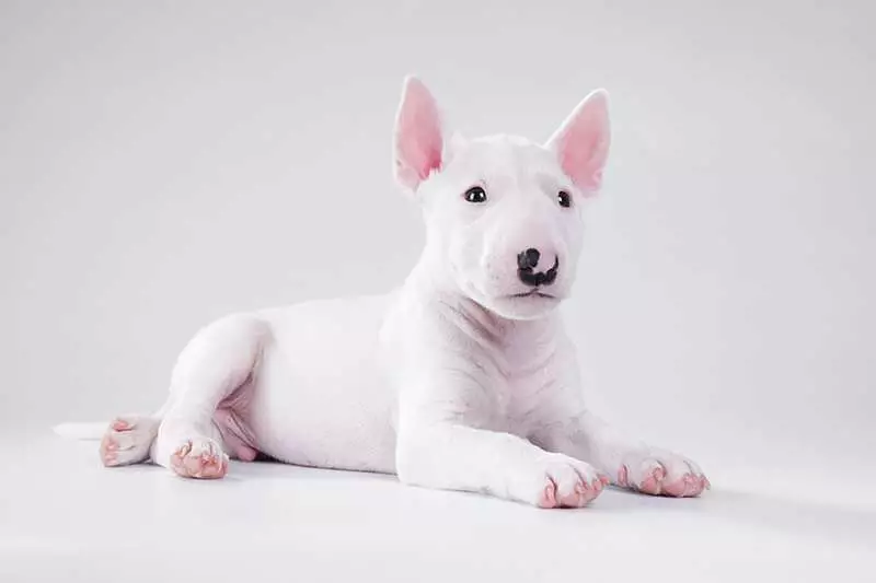 white-miniature-bull-terrier-puppy-liying-on-gray-ground