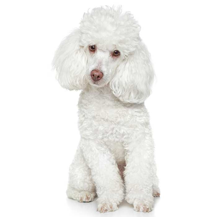 Toy Poodle Profile: Health Issues, Size, and Care