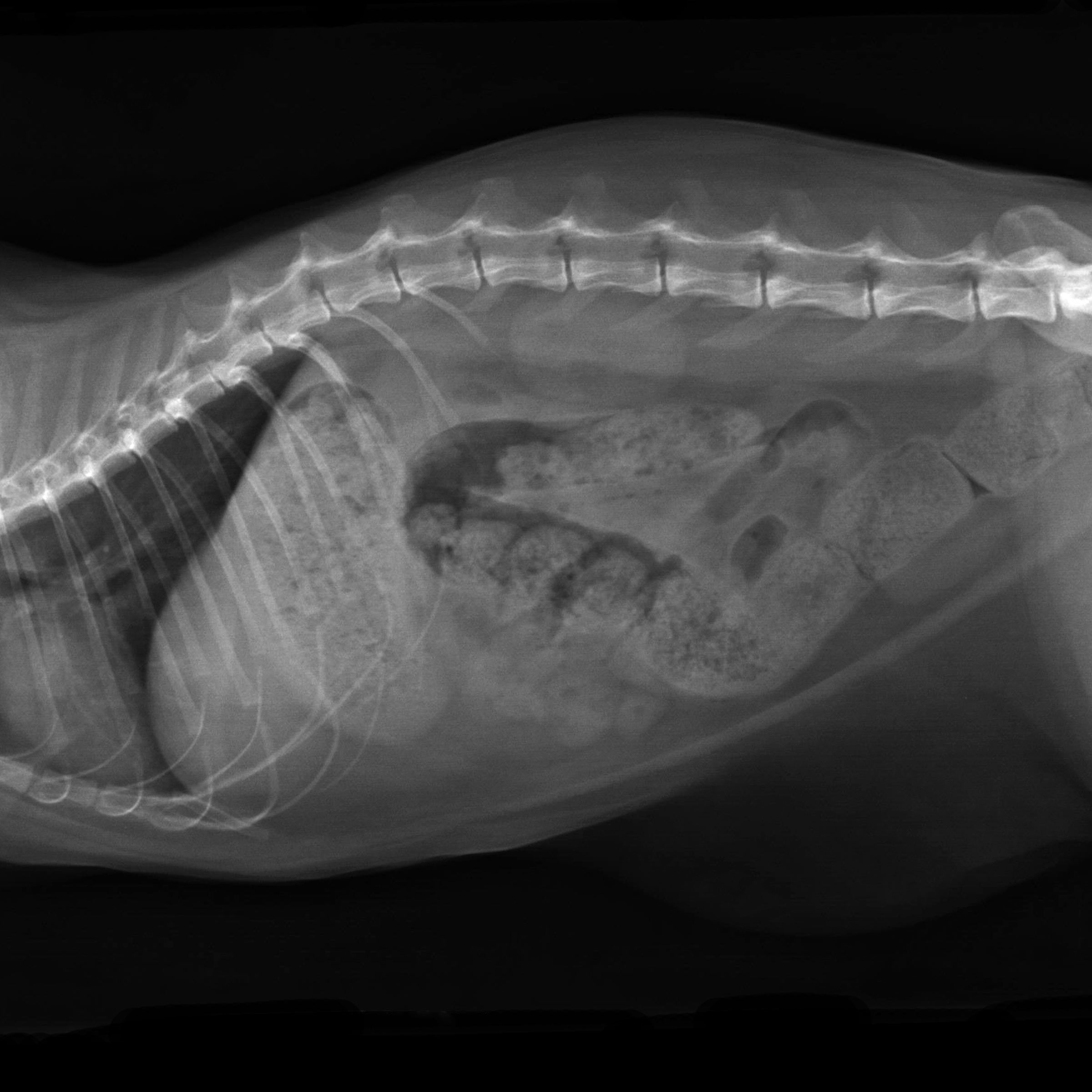 xray-cat-with-constipation-thumb-700×700