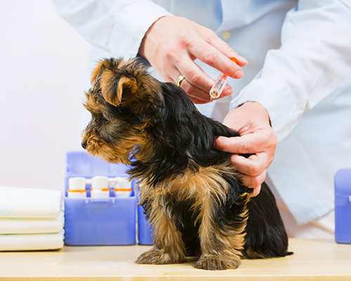 how much does it cost for puppy shots