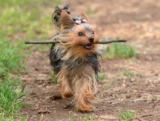 Yorkshire Terrier Bow Wow Meow Pet Insurance