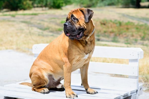 Bullmastiff dog sitting on a white bench outdoors