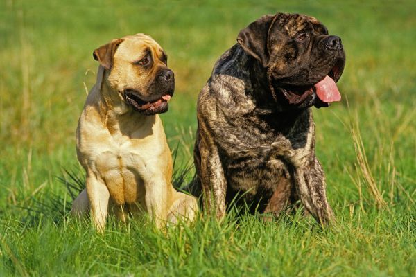 Two Bulllmastiff dogs one male and one female sitting next to each other on the grass