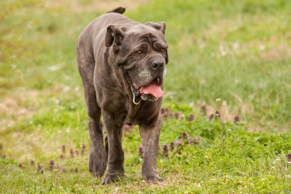 Bullmastiff dog running on the grass with tongue hanging out