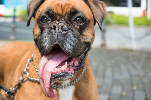 Bullmastiff dog close up of funny face with tongue hanging out