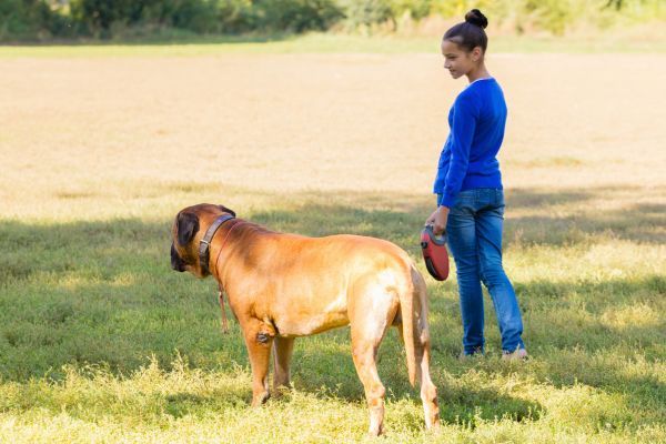 Bullmastiff dog standing on the grass next to a girl in blue holding a long lead