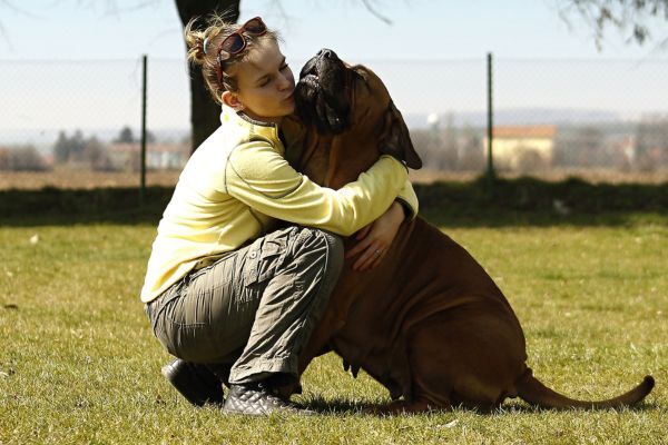 Bullmastiff dog with girl who has her arms around him for a hug