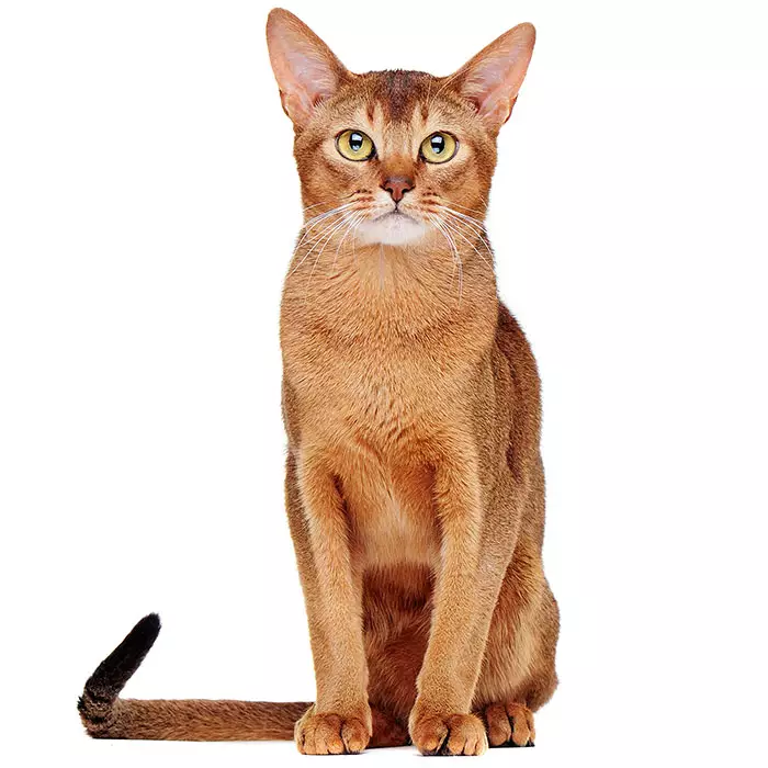 blue abyssinian tabby mix