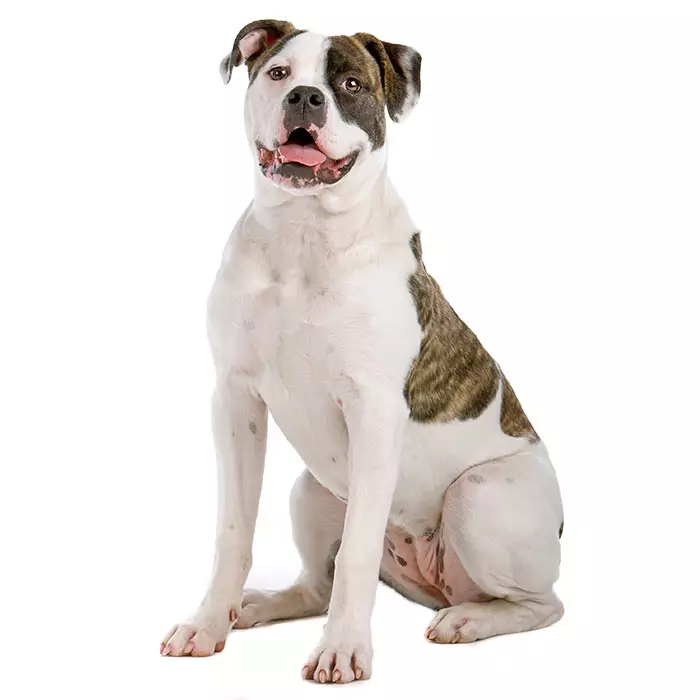 American bulldog puppy food best sale