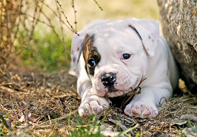 how much should a female american bulldog weigh