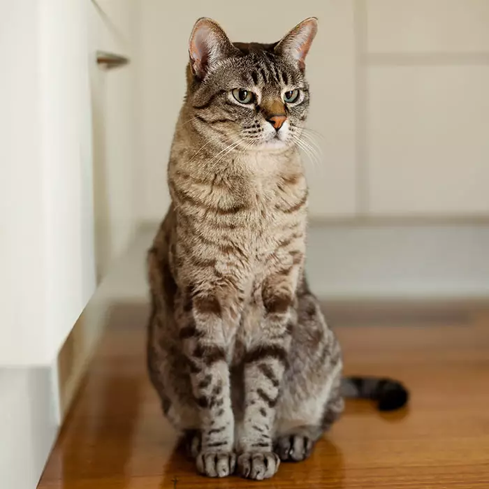 Australian Mist Cat Breed: Profile, Personality, Facts