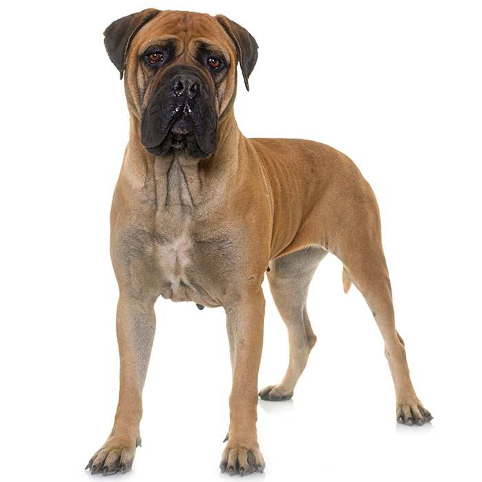 types of big dog breeds