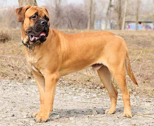 Bullmastiff Bow Wow Meow Pet Insurance