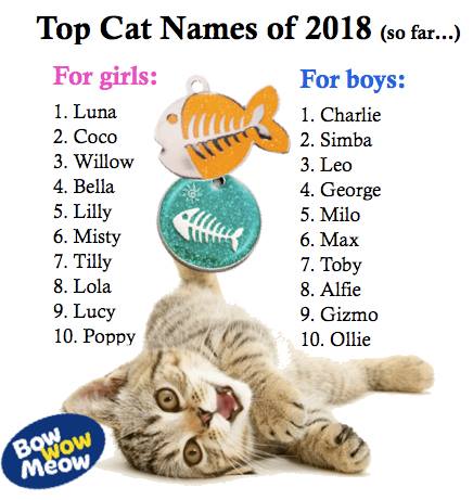 Cat Names - Bow Wow Meow Pet Insurance