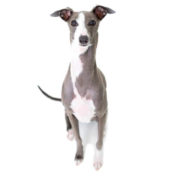 Italian Greyhound Pet Insurance Compare Plans Prices