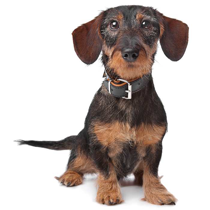 dachshund puppy collars