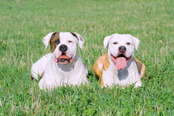 Portrait of American bulldogs on the green grass