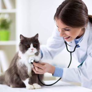 Female vet listening to cat's chest with a stethoscope