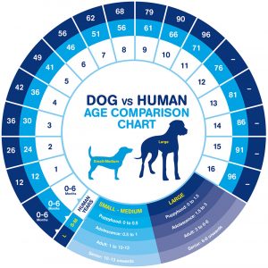 Older Dogs: Ageing in Dogs & Common Health Problems