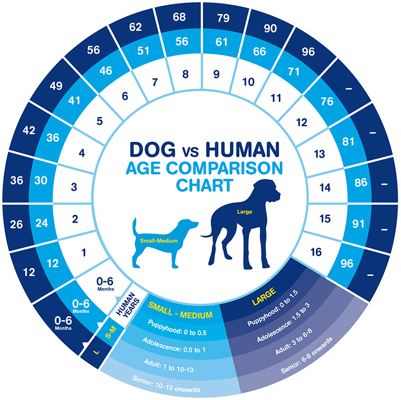 Bow Wow Meow Rescuie dog guide - dog versus human age comparison chart