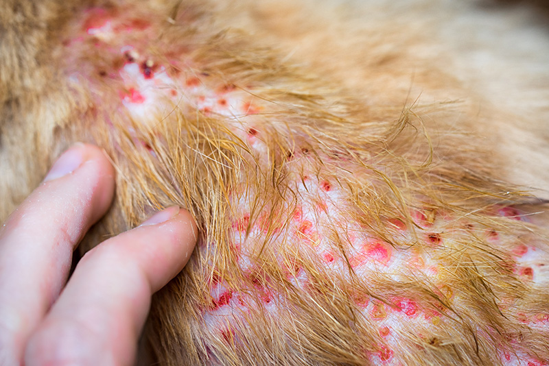 fly strike dermatitis in cats