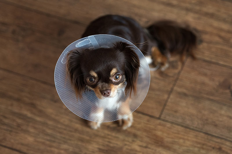 desexed-chihuahua-dog-with-cone-Elizabethan-collar