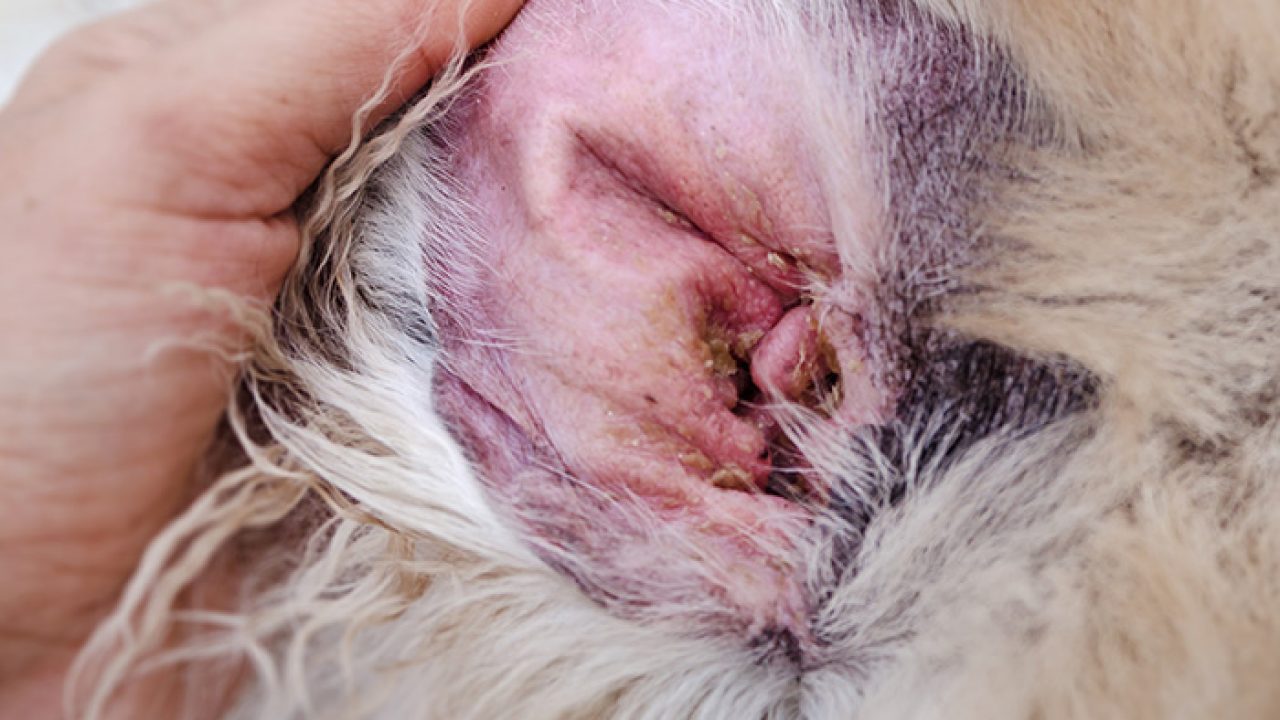 Dermatitis in Dogs and Cats | Allergy 