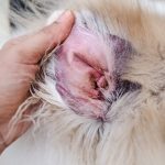 Dermatitis in dogs and cats