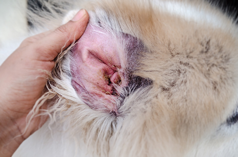 dog with dermatitis in ear