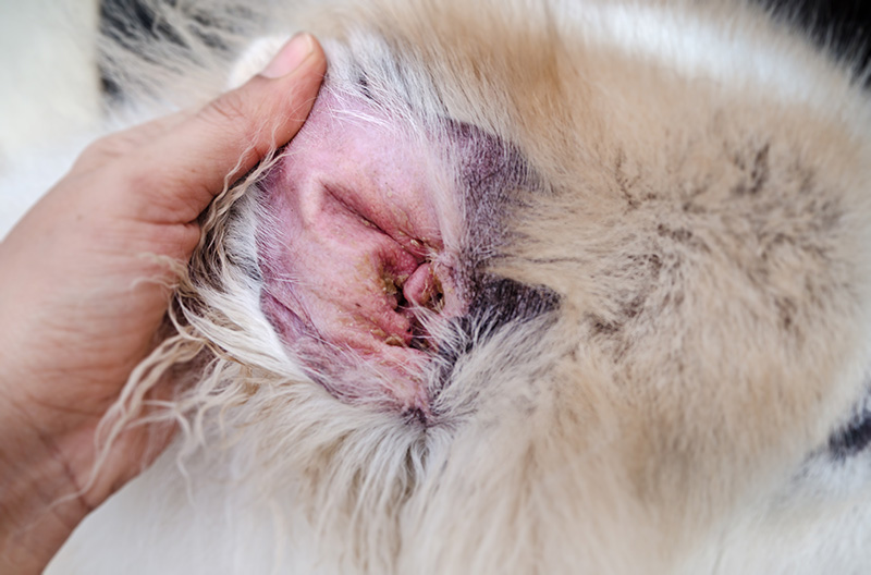 what causes dermatitis in dogs