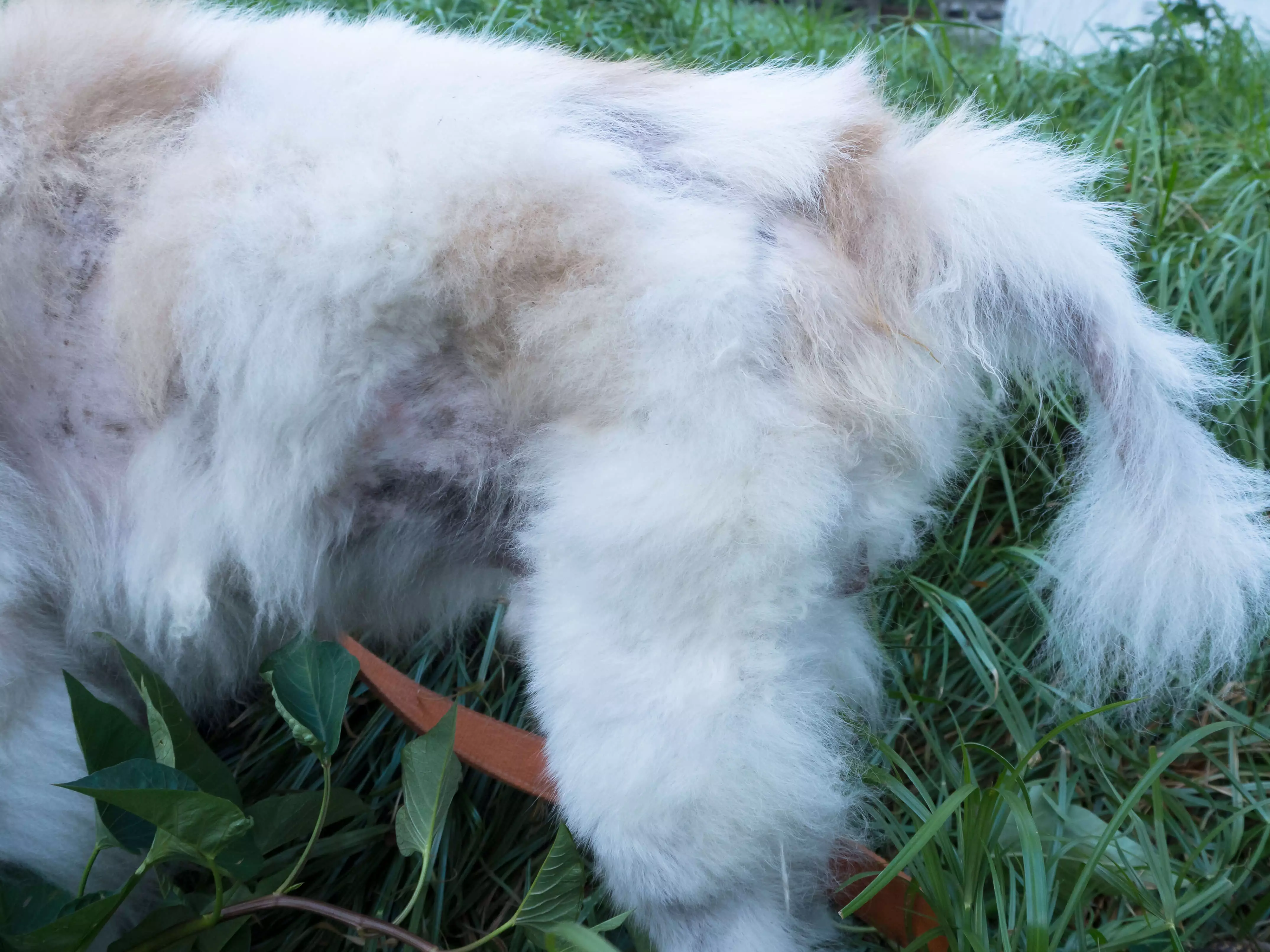 how do you treat contact dermatitis in dogs