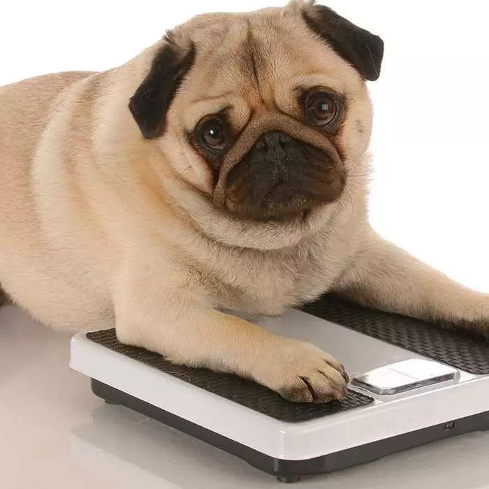 How to Help Your Dog Lose Weight