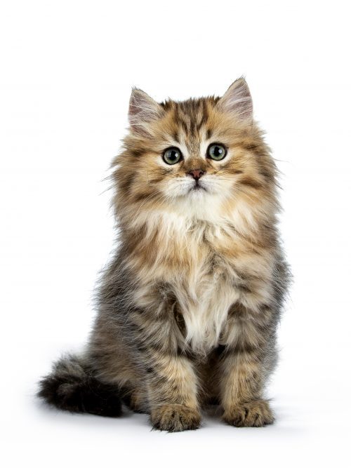 Top 10 Indoor Cat Breeds - Bow Wow Meow Pet Insurance