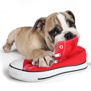 Puppy chewing sneaker