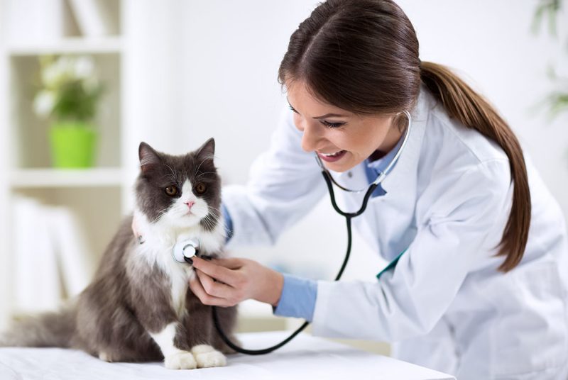 Female vet listening to cat's chest with a stethoscope