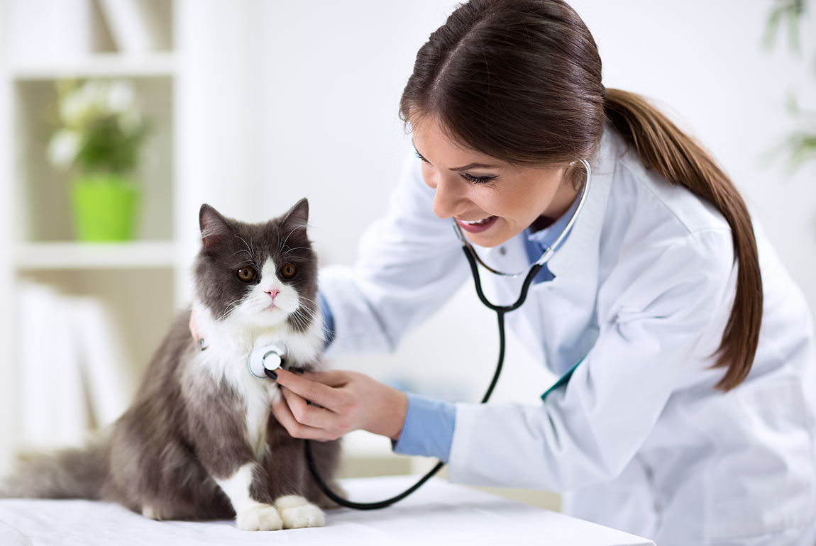 Cat health costs how much Bow Wow Meow pet insurance