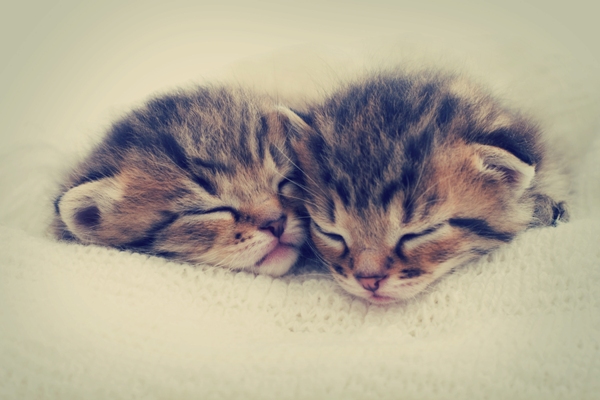 Sleeping Kittens