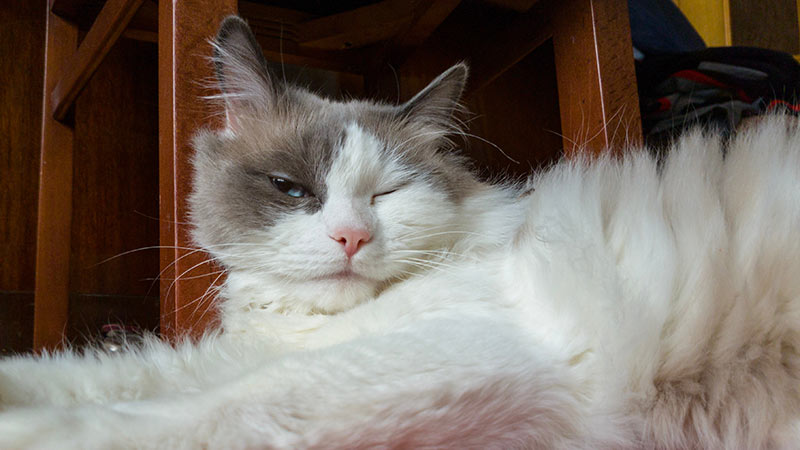 cat ragdoll with infected eye conjunctivitis
