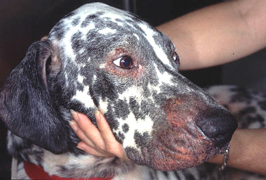 Dog with Hair loss secondary to food allergy (source: https://www.zoetisus.com/Conditions/Pages/Dermatology/food-allergy-canine.aspx )