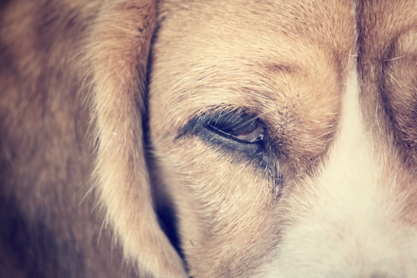 Dog Conjunctivitis Symptoms and Treatment