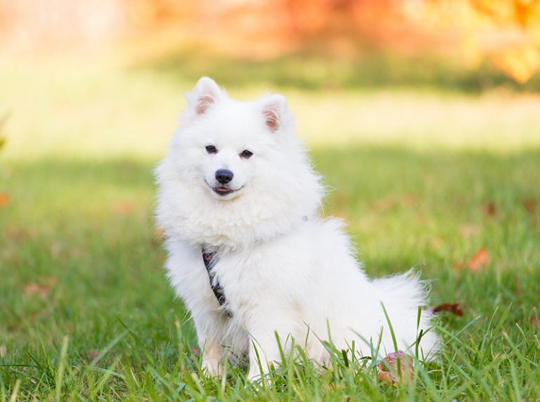 30 Fluffy Dog Breeds (Big and Small)