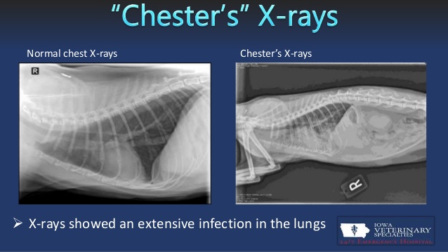 Pneumonia in cats: “Chester’s” x-rays showing an extensive infection in the lungs vs normal chest x-rays